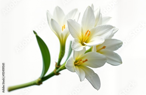 Blooming tuberose flowers isolated on white background. White petals with yellow centers. Nature image. Perfect for greeting cards, floral design, home decor. Elegant, pure. Botanical illustration.