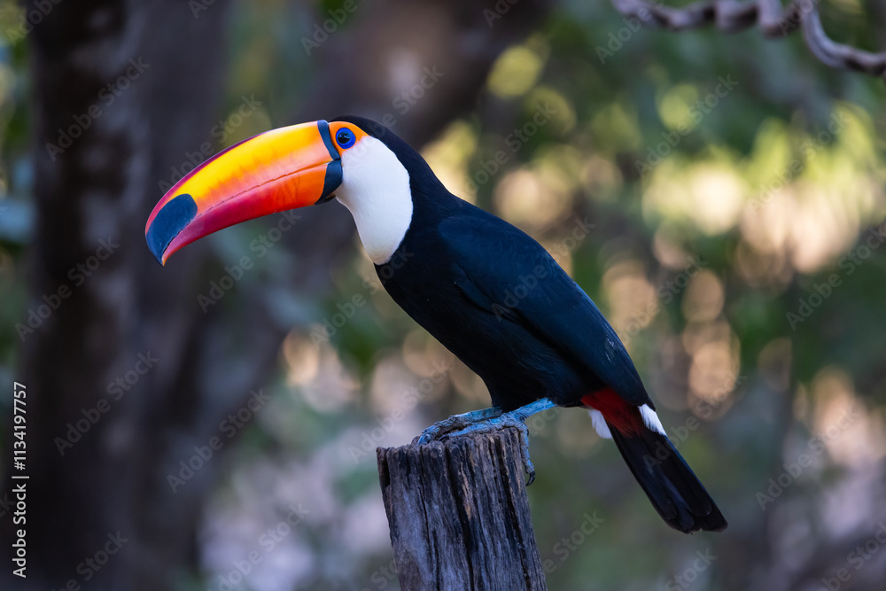 Colourful Toco Toucan (Ramphastos toco) waiting for food opportunity in the Pantanal wetlands of Brazil