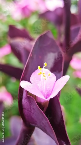 Tradescantia pallida in the garden