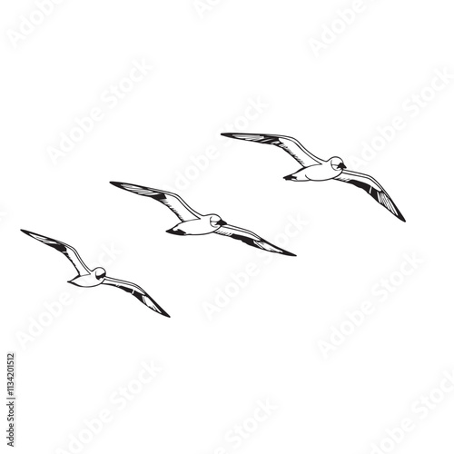Albatross	 line art on white backgroun