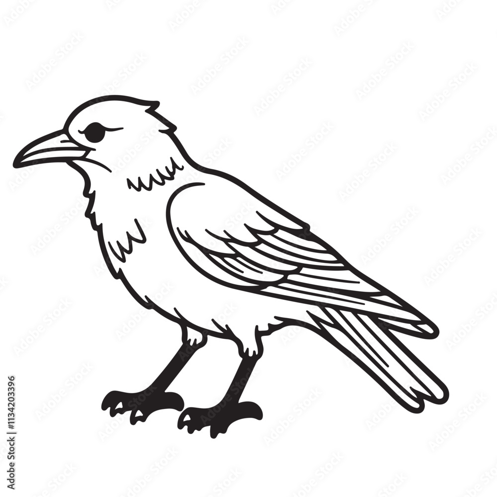 Crow line art on white backgroun Crow line art on white backgroun
