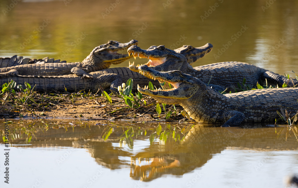 Wild caimans with reflections waiting for prey overlooking the Pantanal river of Brazil