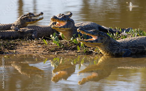 Fototapeta Naklejka Na Ścianę i Meble -  Wild caimans with reflections waiting for prey overlooking the Pantanal river of Brazil