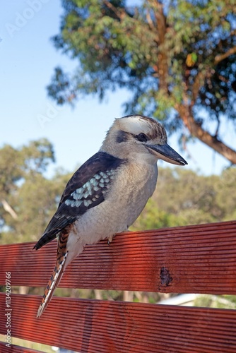 A laughing kookaburra perched on a wooden railing in an Australian camping area photo