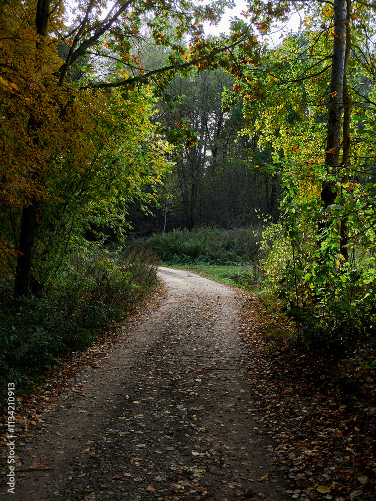 Picturesque forest country road without people in the middle of autumn Picturesque forest country road without people in the middle of autumn