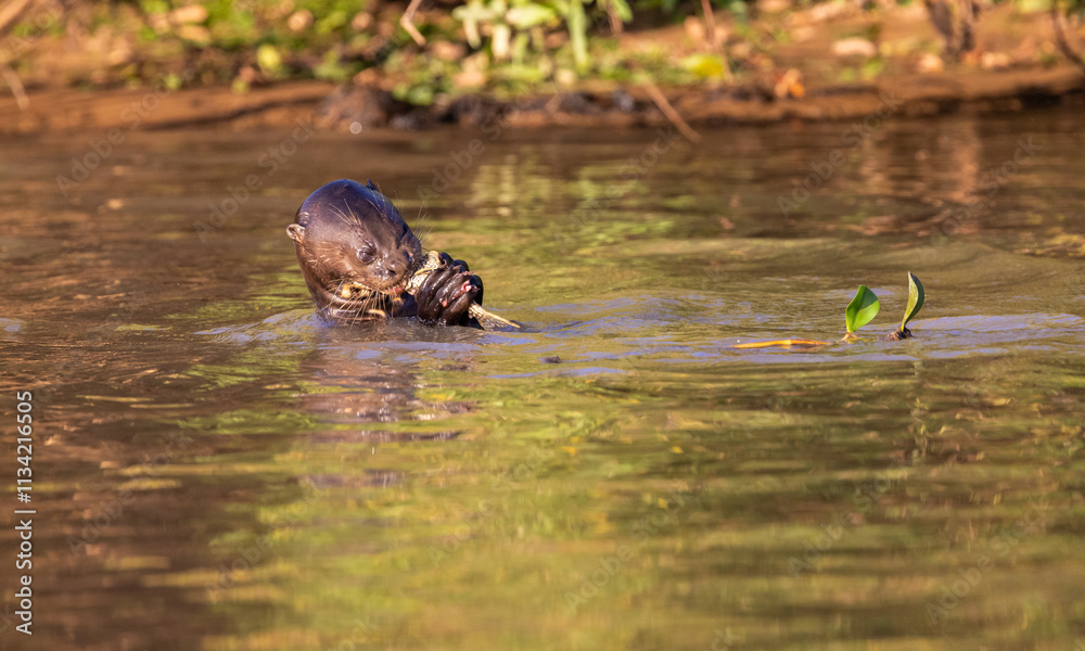 Giant Otter with reflection eating a fish and swimming in the Pantanal river of Brazil Giant Otter with reflection eating a fish and swimming in the Pantanal river of Brazil