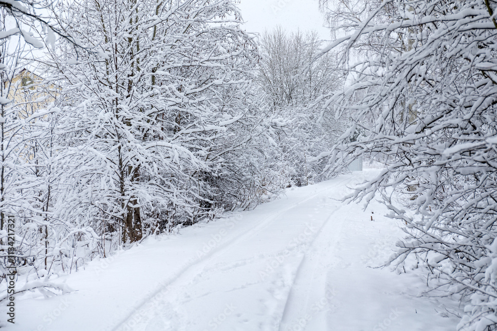 Obraz premium landscape with trees under snow after snowfall