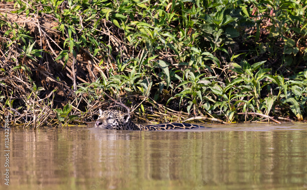 Jaguar with reflection swimming in the water hunting for hidden Caiman in the Pantanal wetlands in Brazil Jaguar with reflection swimming in the water hunting for hidden Caiman in the Pantanal wetlands in Brazil