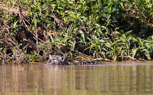 Jaguar with reflection swimming in the water hunting for hidden Caiman in the Pantanal wetlands in Brazil