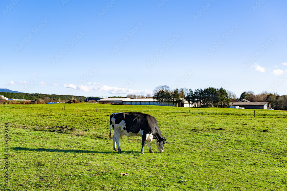 静岡県富士宮市 朝霧高原の放牧風景 静岡県富士宮市 朝霧高原の放牧風景