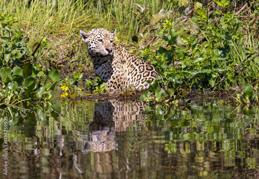 Obraz premium Jaguar with reflection being in the water hunting for hidden Caiman in the Pantanal wetlands in Brazil