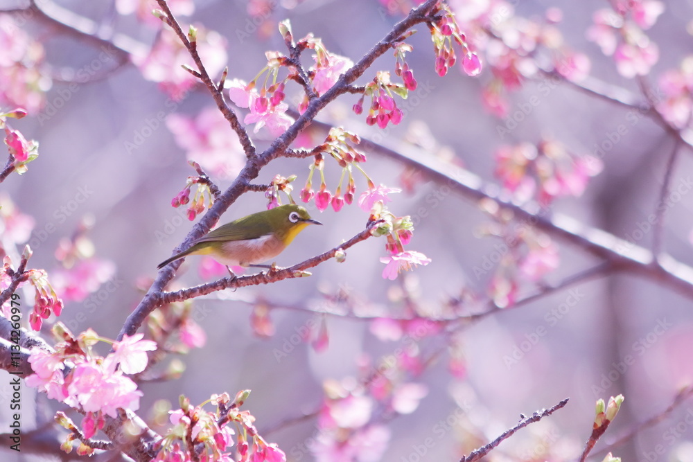 春の訪れを告げる桜とかわいいメジロ 春の訪れを告げる桜とかわいいメジロ