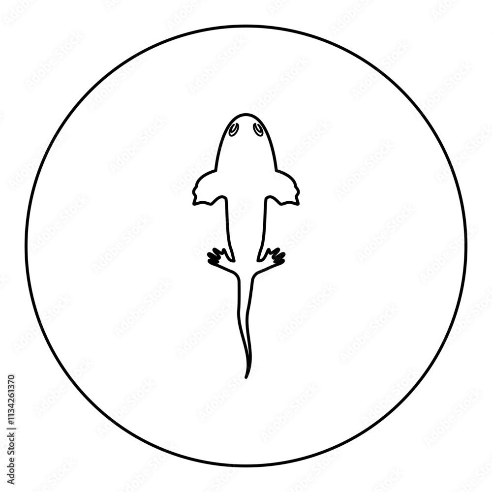 Axolotl ambystoma mexicanum overhead view icon in circle round black color vector illustration image outline contour line thin style Axolotl ambystoma mexicanum overhead view icon in circle round black color vector illustration image outline contour line thin style