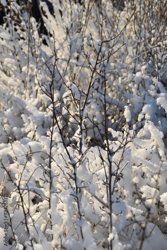 These little trees in nature are covered with snow in sunny winter day.