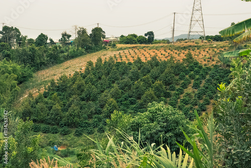 panoramic photo of plantations in Vietnam photo