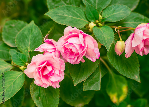photo with several pink roses balsam terry pink with green leaves. Theme of the postcard