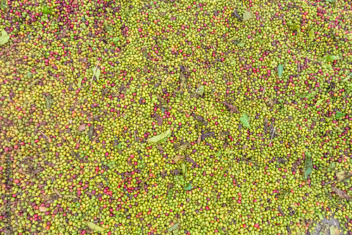 Coffee green beans drying in the sun in the hot Vietnamese sun