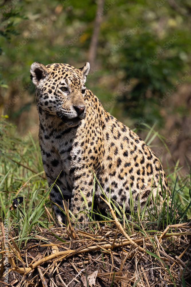 Jaguar observing the wetland hunting for hidden Caiman in the Pantanal wetlands in Brazil Jaguar observing the wetland hunting for hidden Caiman in the Pantanal wetlands in Brazil