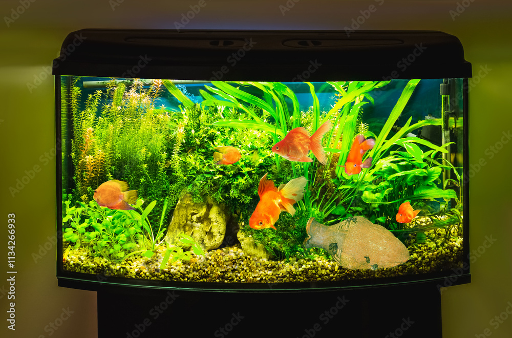 close up of aquarium tank full of fish