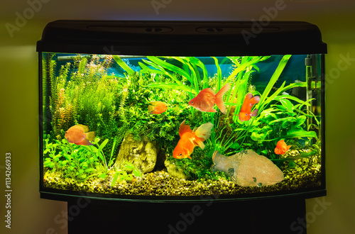 Obraz na płótnie close up of aquarium tank full of fish w salonie