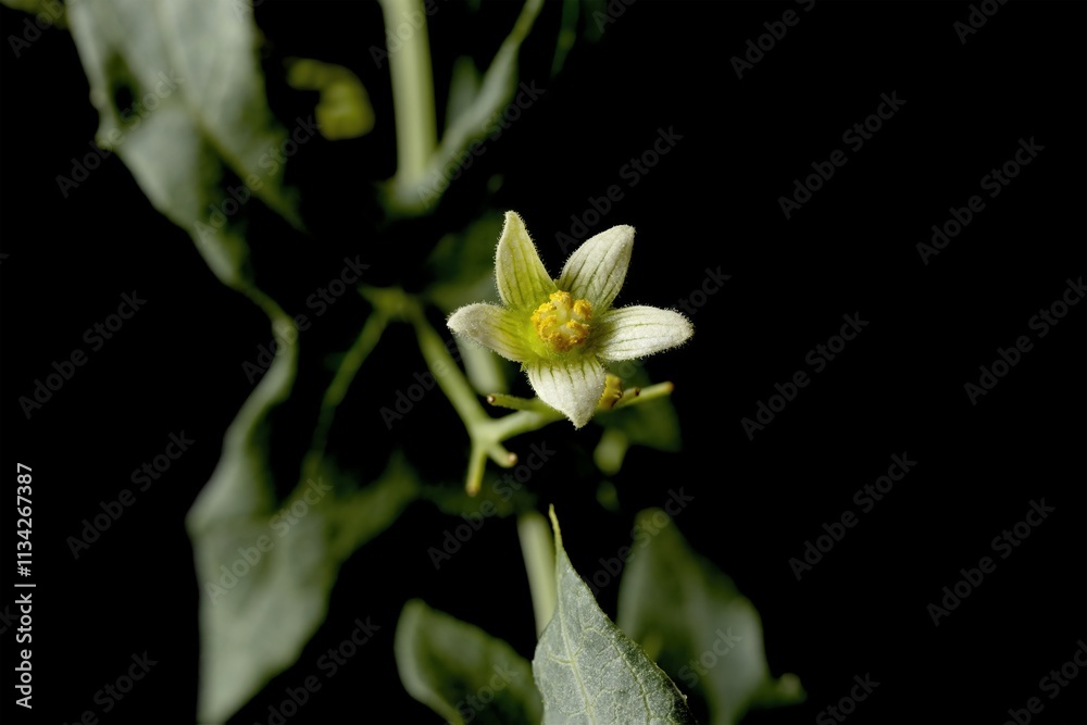 Fototapeta premium Close-Up of Bryonia alba Flower Against Dark Background, macro