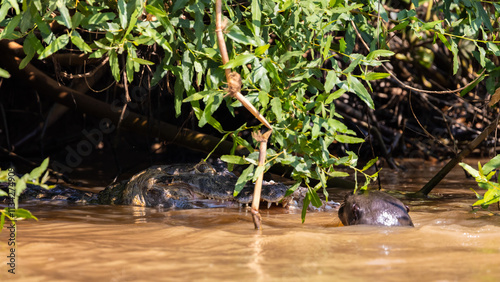 Wild Caiman with a fish defending it against a Giant Otter in the Pantanal river in Brazil  photo