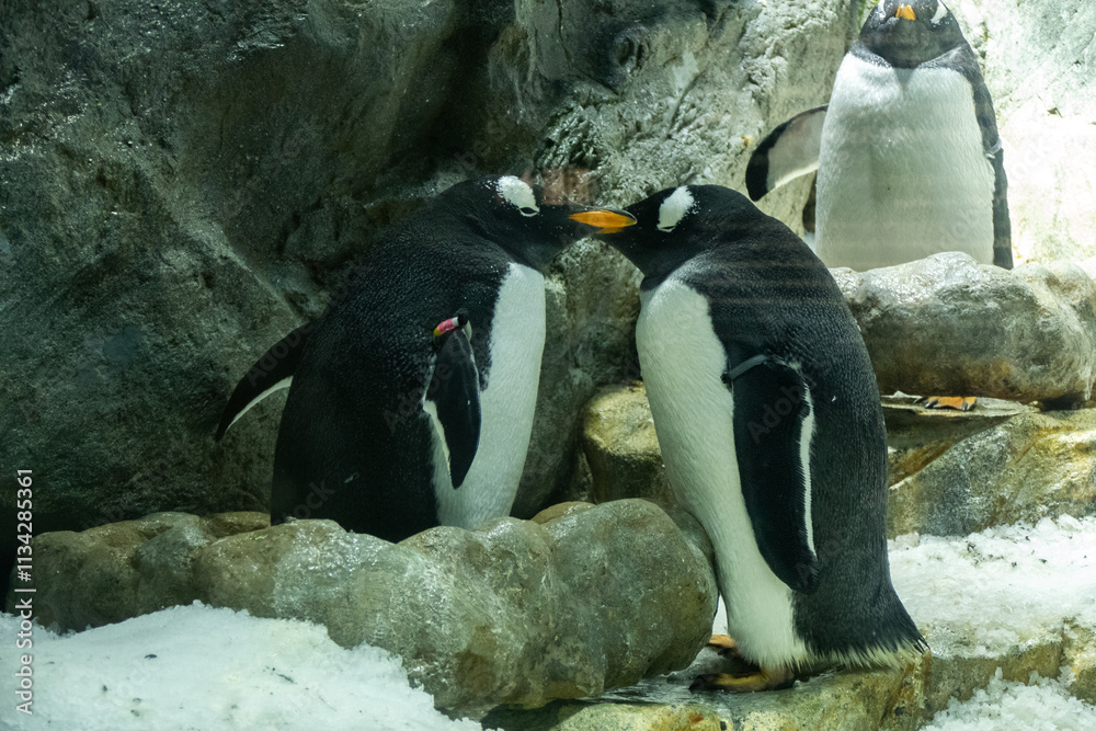 Penguin in the Osaka Aquarium Kaiyukan, Japan