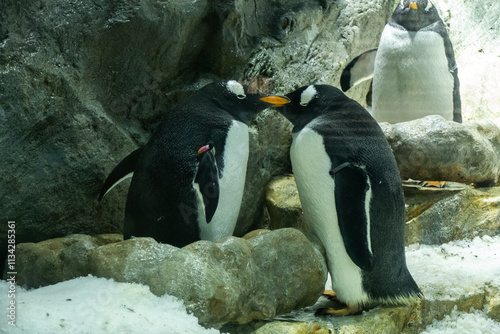 Obraz na płótnie Penguin in the Osaka Aquarium Kaiyukan, Japan w salonie