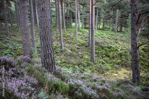 Glen tanar forest - Hiking trail to Mount Keen - Aberdeenshire - Scotland - UK photo