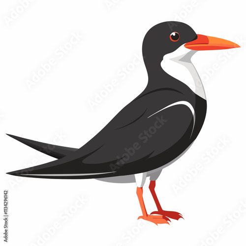 Black Skimmer ,white background