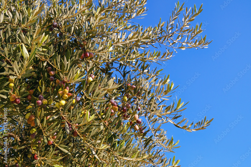 Branches of olive tree with leaves and fruit against sky on sunny autumn day Branches of olive tree with leaves and fruit against sky on sunny autumn day