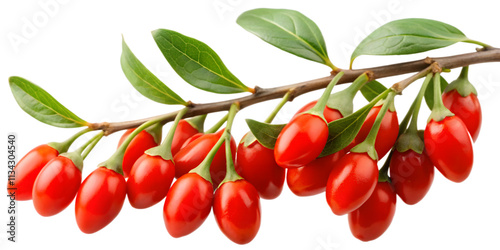 Goji Berry Branch with Red Gradient Fruits, Transparent Background. Perfect for: Wellness events, China, herbal markets