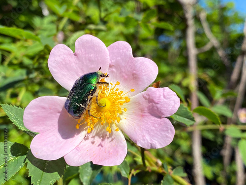 Dog rose (Rosa canina), Hundsrose, Hunds-Rose, Heckenrose, Heiderose, Hagrose, Rosier des chiens, Rosier des haies, pasja ruža, divlja ruža, obični šipak, šipak divji, šipkova ruža photo