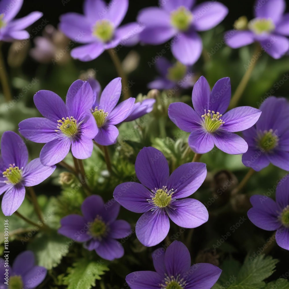 Violet hepatica bulb bursting into bloom with clear stamens against a green backdrop, bloom, clear stamens Violet hepatica bulb bursting into bloom with clear stamens against a green backdrop, bloom, clear stamens