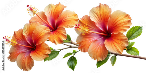 Hibiscus Branch with Orange Gradient Petals, Transparent Background. Perfect for: Hawaiian festivals, tropical resorts, summer celebrations