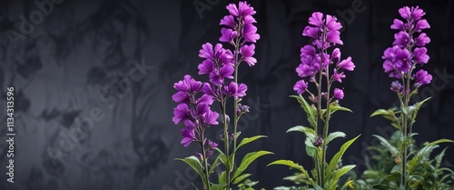 Large, vibrant purple flowers blooming on a tall stem , monarch attractant, flowering plant, garden ornamental photo