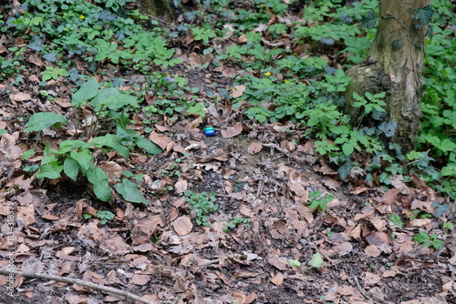 FU 2023-04-09 SiebenNieder 111 Im Wald liegt ein blaues Osterei photo