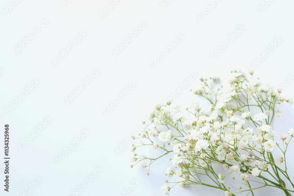 Top view photo with gypsophila flowers on white background Top view photo with gypsophila flowers on white background