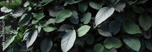 Black background with white and grayish green leaves, deep colors , dark background photo