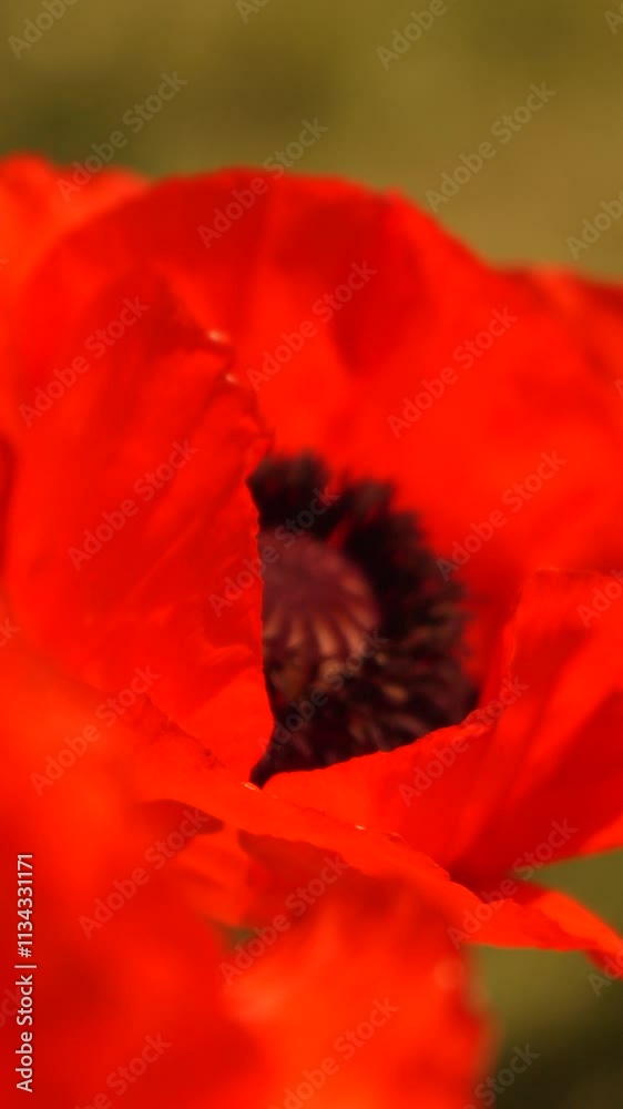 Close-Up of Poppy Flower Petals Close-Up of Poppy Flower Petals
