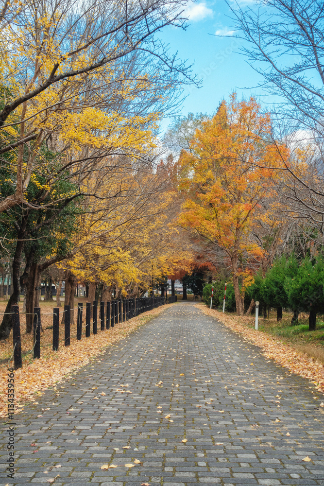 滋賀県米原市、三島池自然公園の晩秋の風景 滋賀県米原市、三島池自然公園の晩秋の風景