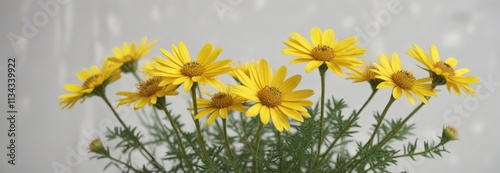 Yellow Euryops pectinatus on white background with blurred background, blurred background, floral photo