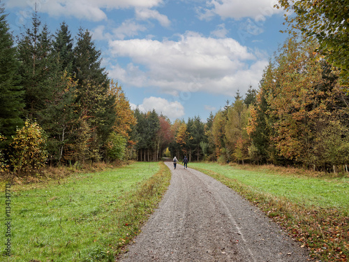 Waldgebiet Bernloch, westlich von Bondorf-Böblingen in Baden-Württemberg - Vollmaringer Weg. Wald aus Laubbäumen, Eichen und Buchen mit herbstlichen Farben
 photo