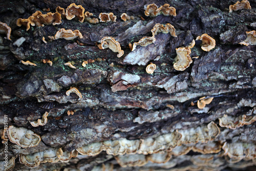 Fungus on decayed log - Forest near Gambaiseuil - Yvelines - France photo