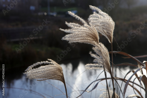 Canvastavla Seed head of a variety of Miscanthus sinensis - Chinese silver grass - Rambouill