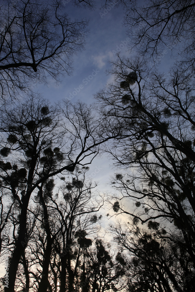 Silhouete of trees with misletoes - Viscum album - European mistletoe - Common mistletoe - Mistle - Santalaceae Silhouete of trees with misletoes - Viscum album - European mistletoe - Common mistletoe - Mistle - Santalaceae