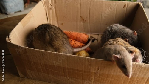Gray rats in a box with potatoes and carrots.
