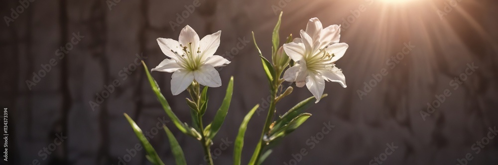Fototapeta premium lone tuberose stem stretching towards sunlight, isolation, gentle