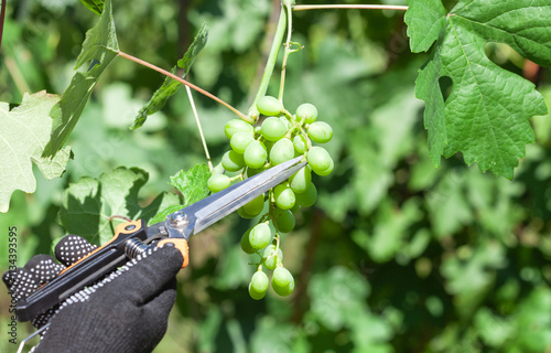 A farmer removes diseased grape clusters in a vineyard. Caring for grape bushes. Pinching and pruning grapes. photo