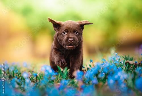 Chocolate labrador retriever puppy running in spring flowers